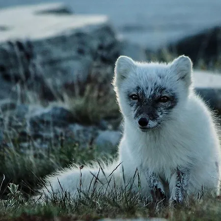 Snøhetta * Hjerkinn