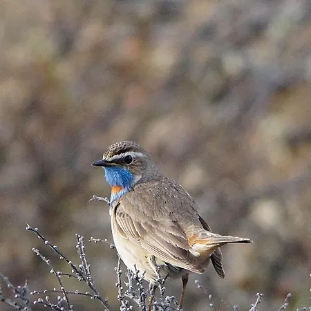 Snøhetta Campingplasser *