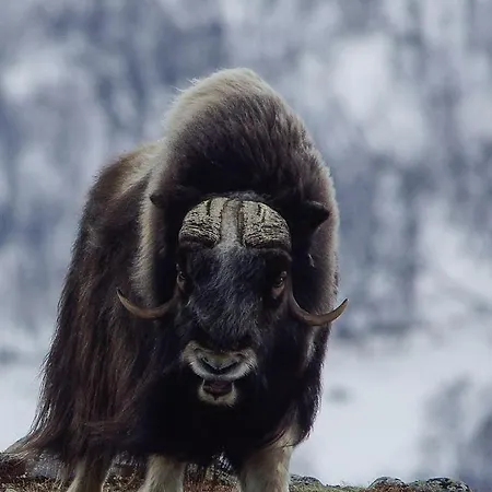 Snøhetta * Hjerkinn