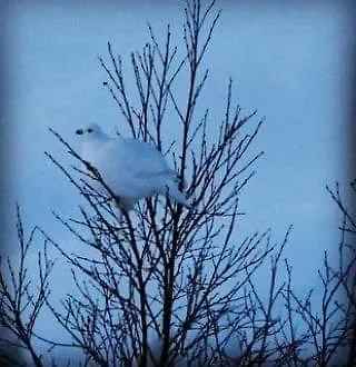 Campingplasser Snøhetta Hjerkinn