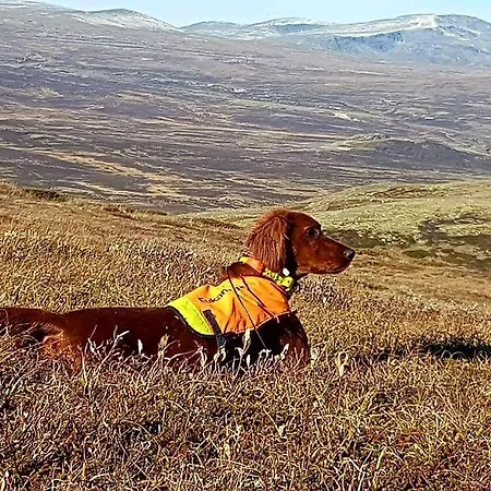 Campingplasser Snøhetta Hjerkinn