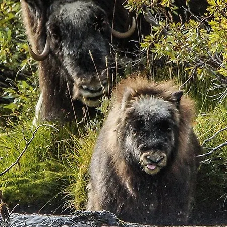 Snøhetta Campingplasser Hjerkinn