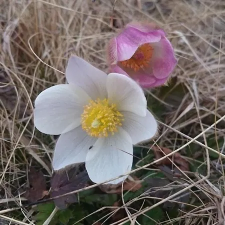 Snøhetta Campingplasser *