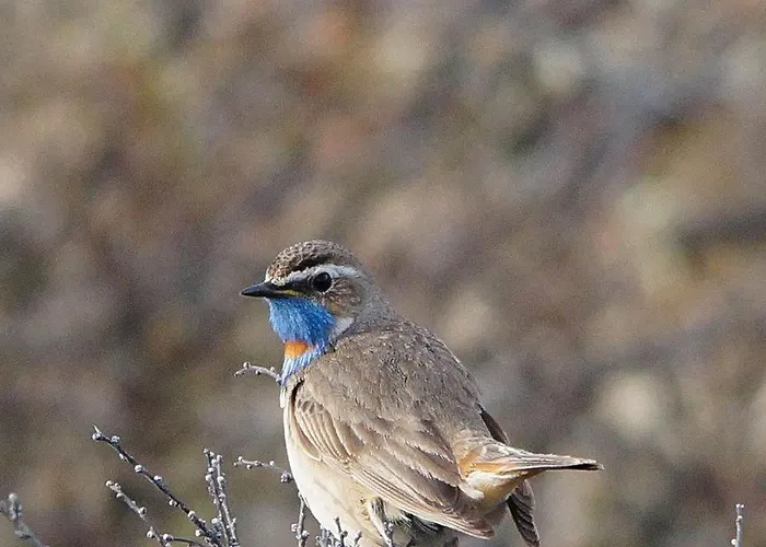 Snohetta 캠프장 *