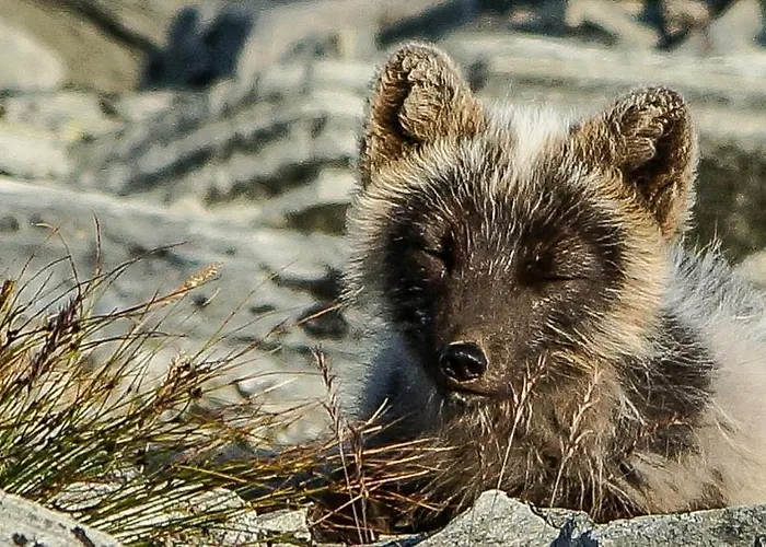 캠프장 Snohetta *