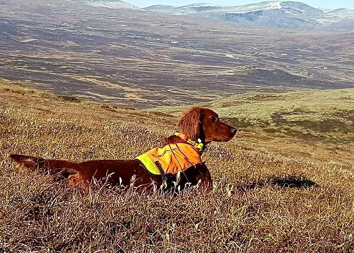 캠프장 Snohetta Hjerkinn