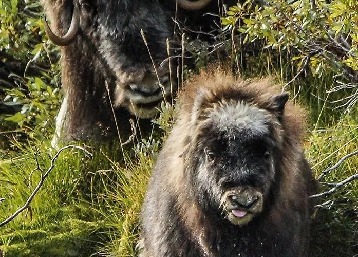 Snohetta 캠프장 Hjerkinn