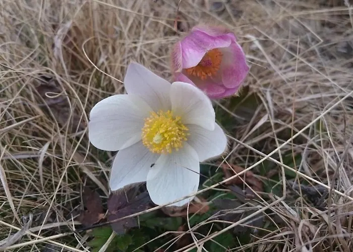 Snohetta 캠프장 *